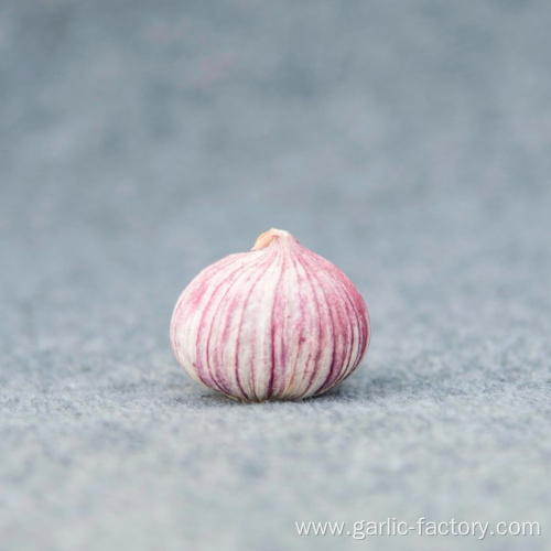 High quality fresh single clove garlic